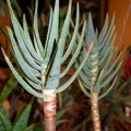 Aloe dichotoma