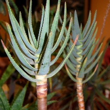 Aloe dichotoma