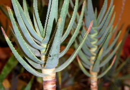 Aloe dichotoma