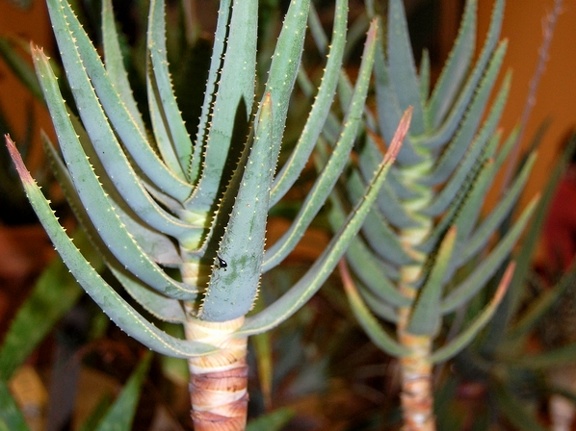 Aloe dichotoma