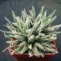 Aloe hawortioides