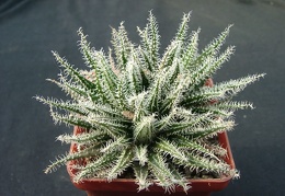 Aloe hawortioides