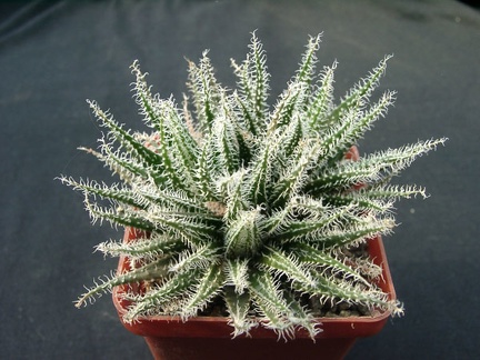 Aloe hawortioides