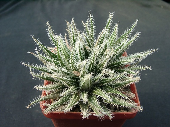 Aloe hawortioides