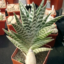 Aloe variegata