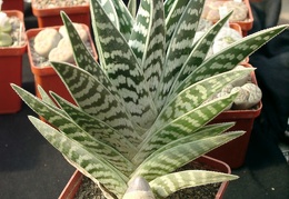 Aloe variegata