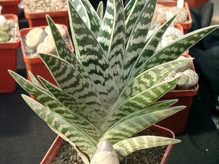 Aloe variegata