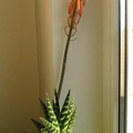 Aloe variegata 001