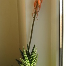 Aloe variegata 001