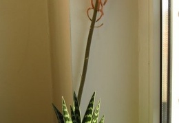 Aloe variegata 001