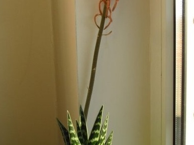 Aloe variegata 001