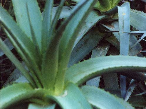 Aloe abyssinica