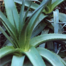 Aloe abyssinica