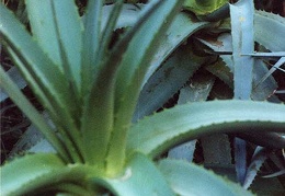 Aloe abyssinica