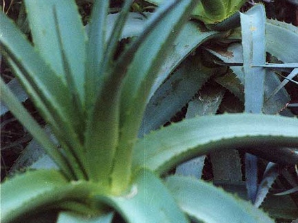 Aloe abyssinica