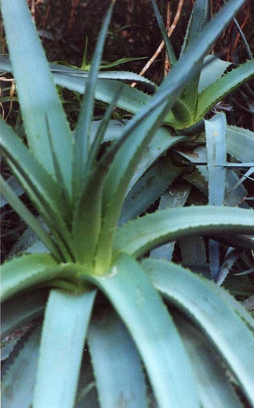 aloe-abissinica.jpg