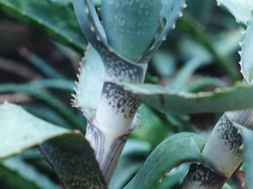 Aloe andongensis