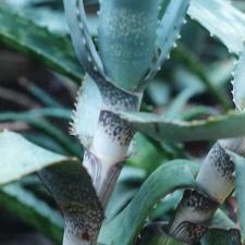 Aloe andongensis
