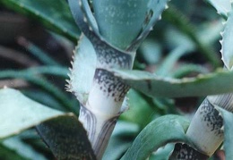 Aloe andongensis