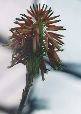 Aloe arborescens
