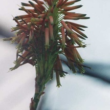 Aloe arborescens