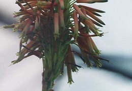 Aloe arborescens