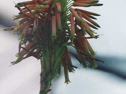 Aloe arborescens