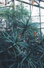 Aloe arborescens