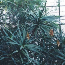 Aloe arborescens