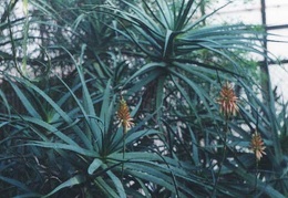 Aloe arborescens