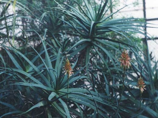 Aloe arborescens