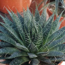 Aloe aristata