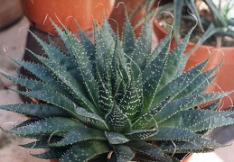 Aloe aristata
