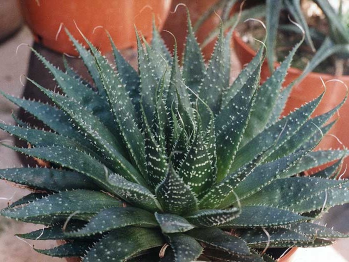 Aloe aristata