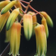 Aloe bakeri