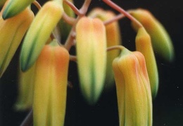 Aloe bakeri