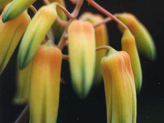Aloe bakeri