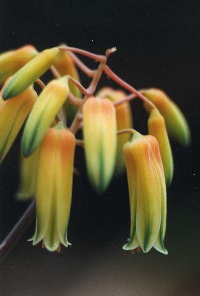 aloe-backeri.jpg