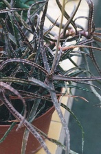 Aloe bakeri