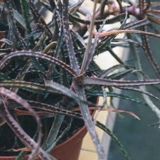 Aloe bakeri