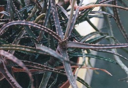 Aloe bakeri