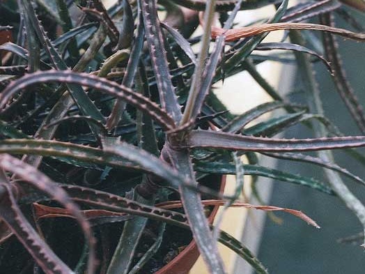 Aloe bakeri
