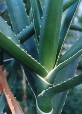 Aloe bainesii