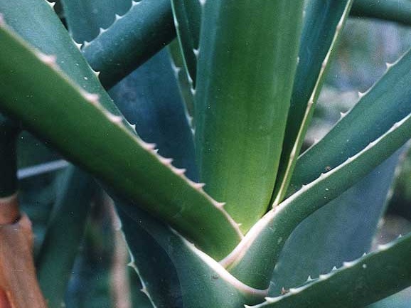 Aloe bainesii