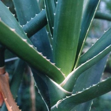 Aloe bainesii