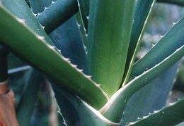 Aloe bainesii