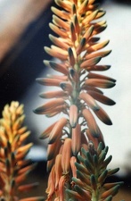 Aloe barbadensis (vera)