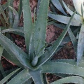 aloe-barbadensis- vera