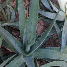 aloe-barbadensis- vera