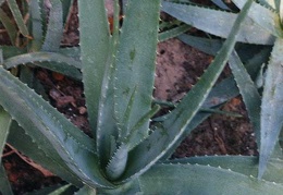 aloe-barbadensis- vera